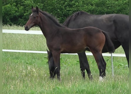 Hanoverian, Stallion, 2 years, 16.2 hh, Bay-Dark