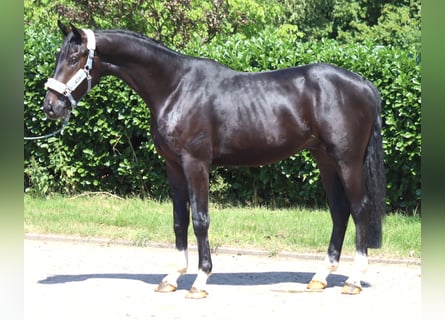 Hanoverian, Stallion, 2 years, 16.2 hh, Black