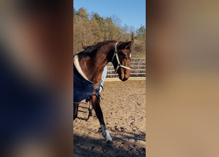 Hanoverian, Stallion, 2 years, 16,2 hh, Brown