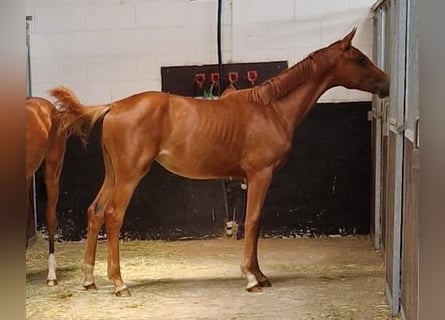 Hanoverian, Stallion, 2 years, 16.2 hh, Chestnut-Red