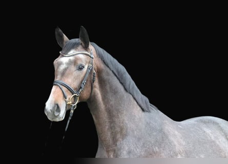 Hanoverian, Stallion, 2 years, 16,2 hh, Gray