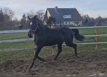 Hanoverian, Stallion, 2 years, 16.2 hh, Smoky-Black