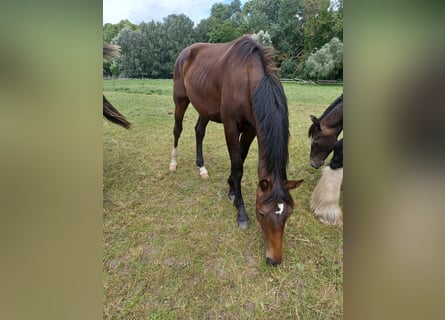 Hanoverian, Stallion, 2 years, 16,3 hh, Bay-Dark