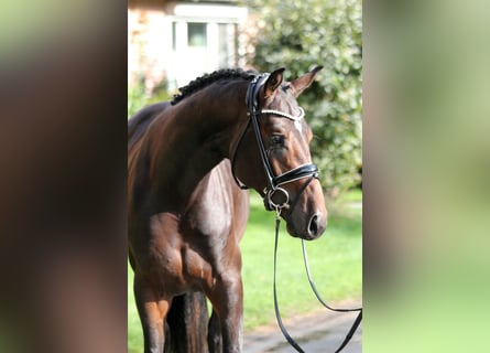 Hanoverian, Stallion, 2 years, 16,3 hh, Bay-Dark