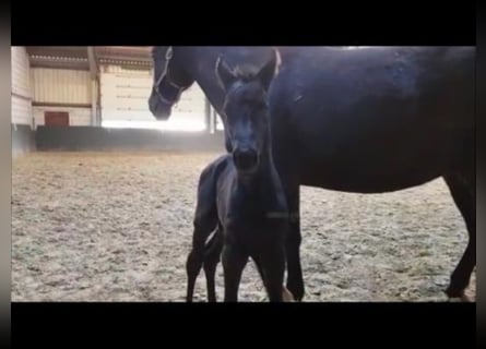 Hanoverian, Stallion, 2 years, 16.3 hh, Black
