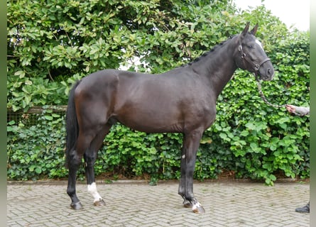 Hanoverian, Stallion, 2 years, 16 hh, Black