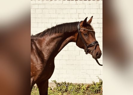 Hanoverian, Stallion, 2 years, 16 hh, Brown