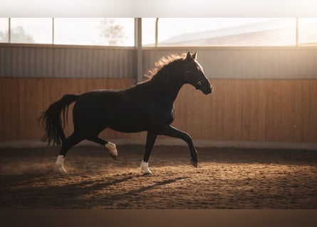 Hanoverian, Stallion, 2 years, 16,1 hh, Black