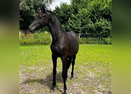 Hanoverian, Stallion, 2 years, 16,1 hh, Black