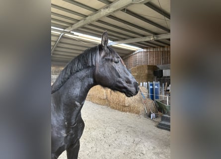 Hanoverian, Stallion, 2 years, 16,1 hh, Black