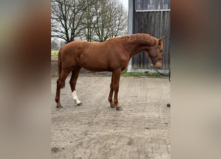 Hanoverian, Stallion, 2 years, 16,1 hh, Chestnut-Red
