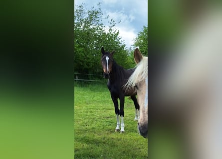 Hanoverian, Stallion, 2 years, 16,1 hh