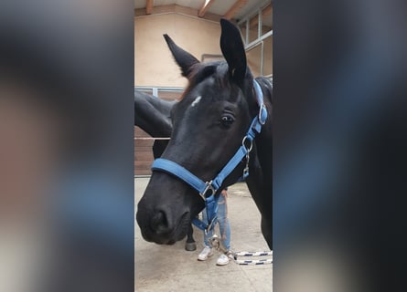 Hanoverian, Stallion, 2 years, 16,2 hh, Black