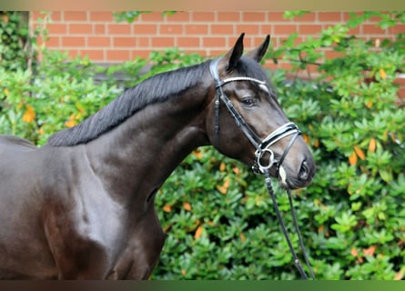 Hanoverian, Stallion, 2 years, 16,2 hh, Brown