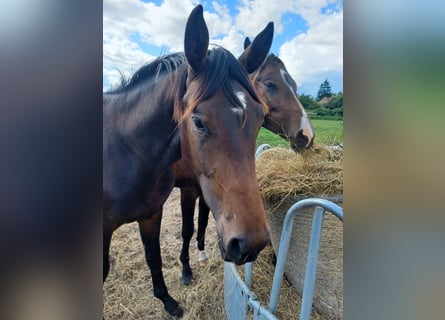 Hanoverian, Stallion, 2 years, 16,3 hh, Bay-Dark