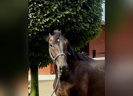Hanoverian, Stallion, 2 years, 16,3 hh, Black