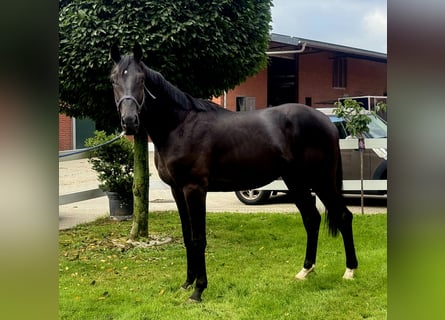 Hanoverian, Stallion, 2 years, 16,3 hh, Black