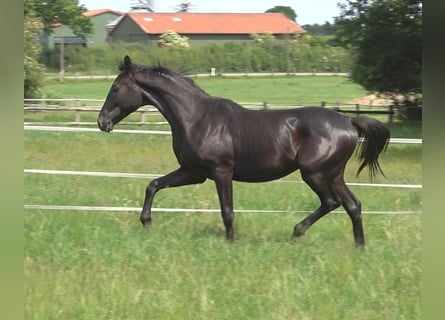 Hanoverian, Stallion, 2 years, 16,3 hh, Black