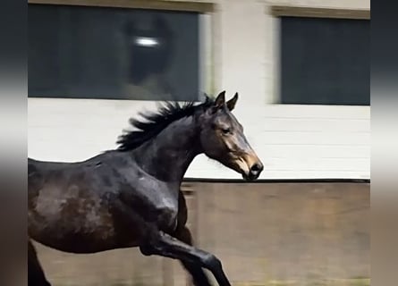 Hanoverian, Stallion, 2 years, 16,3 hh, Brown