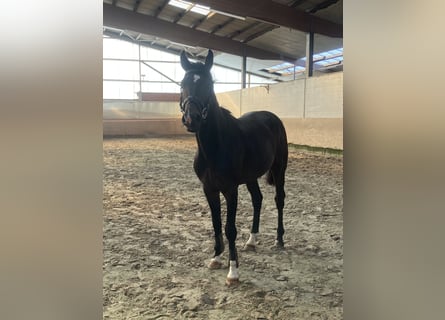 Hannoveraner, Hengst, 2 Jahre, 17 hh, Dunkelbrauner