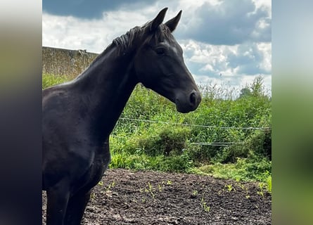 Hanoverian, Stallion, 2 years, 17 hh, Black