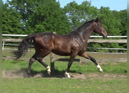 Hanoverian, Stallion, 2 years, 17 hh, Brown