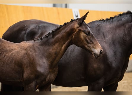 Hanoverian, Stallion, 2 years, Bay-Dark