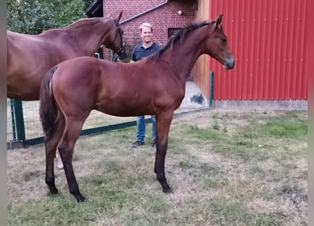 Hanoverian, Stallion, 2 years, Brown