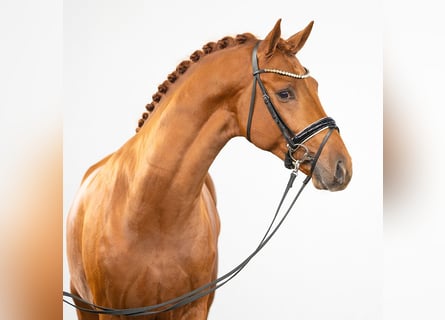Hanoverian, Stallion, 2 years, Chestnut-Red