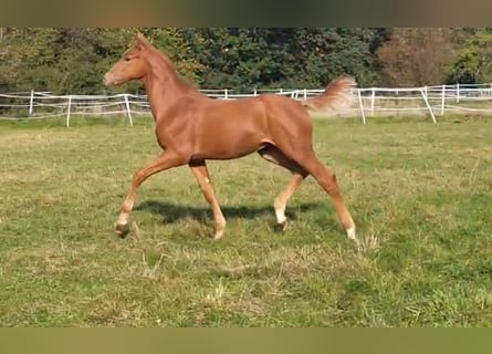 Hanoverian, Stallion, 2 years, Chestnut-Red