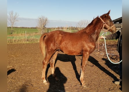 Hanoverian, Stallion, 2 years, Chestnut-Red