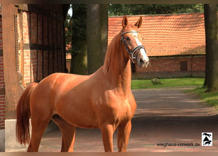 Hanoverian, Stallion, 2 years