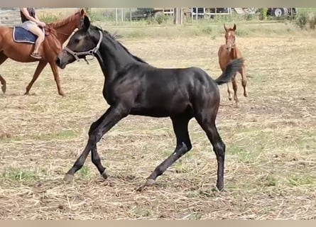 Hanoverian, Stallion, 2 years, Gray