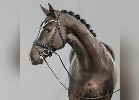 Hanoverian, Stallion, 2 years, Smoky-Black