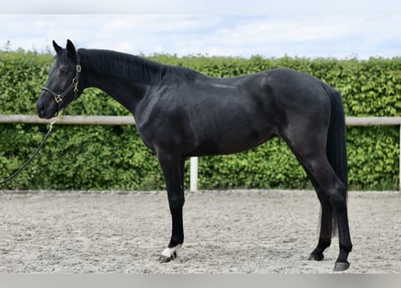 Hanoverian, Stallion, 3 years, 15.1 hh, Smoky-Black