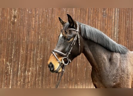 Hanoverian, Stallion, 3 years, 15.2 hh, Brown