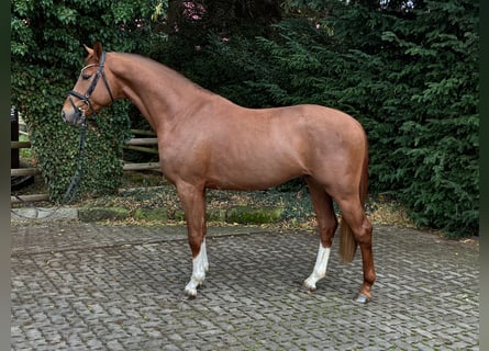 Hanoverian, Stallion, 3 years, 15.3 hh, Chestnut