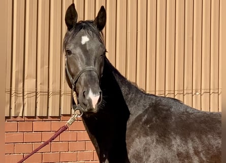 Hanoverian, Stallion, 3 years, 16.1 hh, Black