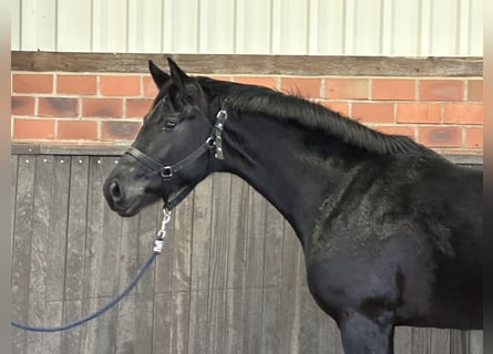 Hanoverian, Stallion, 3 years, 16,1 hh, Black