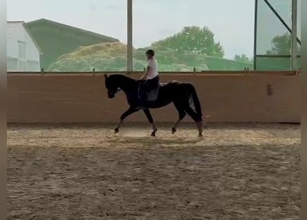 Hanoverian, Stallion, 3 years, 16.1 hh, Black