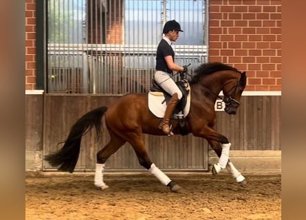 Hanoverian, Stallion, 3 years, 16.1 hh, Brown