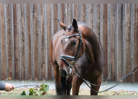 Hannoveraner, Hengst, 3 Jahre, 16,1 hh, Brauner