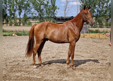 Hanoverian, Stallion, 3 years, 16.1 hh, Chestnut-Red
