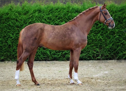 Hanoverian, Stallion, 3 years, 16,1 hh, Chestnut-Red