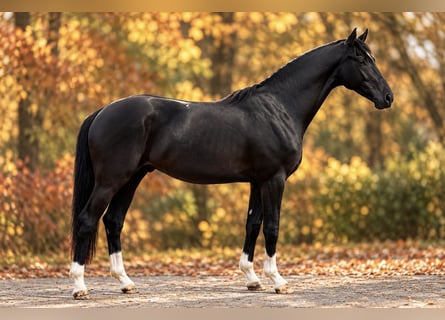 Hanoverian, Stallion, 3 years, 16.1 hh