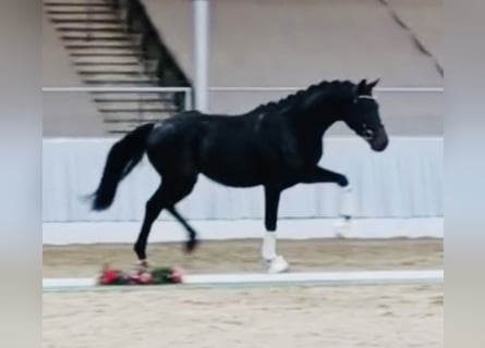 Hanoverian, Stallion, 3 years, 16.1 hh, Smoky-Black