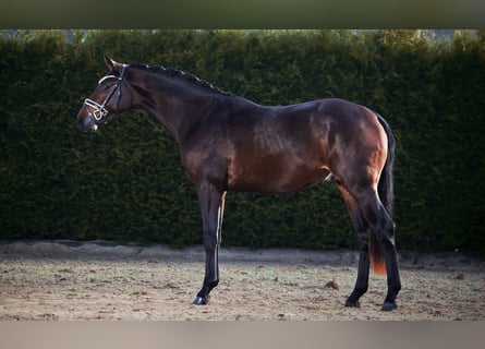 Hanoverian, Stallion, 3 years, 16.2 hh, Bay-Dark