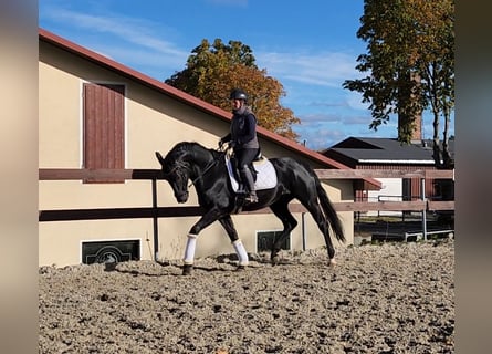Hanoverian, Stallion, 3 years, 16.2 hh, Black
