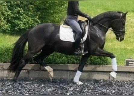 Hanoverian, Stallion, 3 years, 16.2 hh, Black