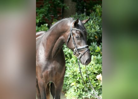 Hanoverian, Stallion, 3 years, 16.2 hh, Black